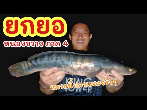 ยกยอน้ำใหม่ปลาขึ้น►Fishingl