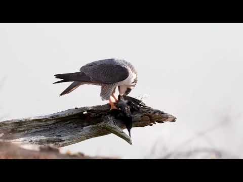 Соколи (Falco). Цікаві факти про соколів.
