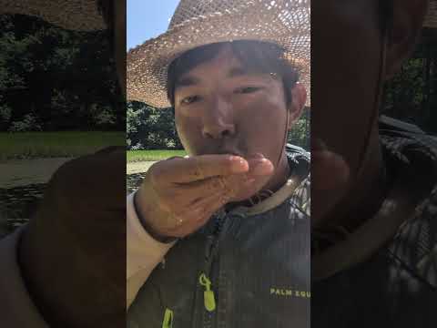 採り放題食べ放題桧原湖じゅんさい畑#ジュンサイ#桧原湖#野草食 #水草 #裏磐梯