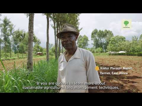 ALLEY PLANTING - The Best of Trees & Crops Together - Vi Agroforestry  SALM Video Tutorials 11/15