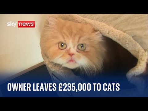 Purr-fect pets: Cats come with £235,000 of their own money
