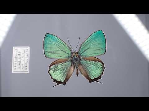 Innovate Museum事業 技術研修4 高演色家庭用照明機材を用いた標本撮影についてのワークショップ