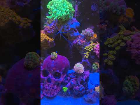 120 gallons reef tank 1 years old #reef #saltwater 