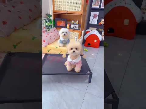 Cute dog. #shortsshorts #viralshort #viralvideo #funydog1010 #poodle #cutepuppy  #usadogs #funny
