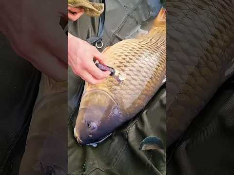 fishing 🎣 save #fishing #carpfishing #cartoon #shortsfeed #trending #viral #short