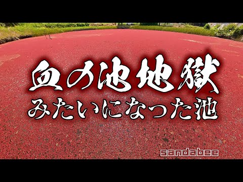 血の池地獄みたいになった池