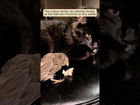 A kind woman rescued a helpless baby sparrow and raised it with love