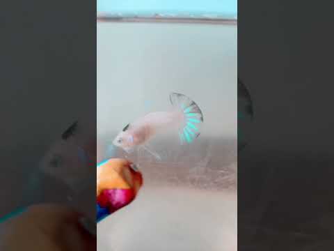 ปลากัดbettafishfish