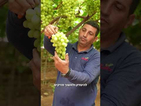 הפעם רועי דהאן נסע אל הכרמים של ארבעונות, ללמוד על גידול של ענבי בוטיק ולטעום זנים מיוחדים