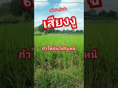 ได้ยินเสียงนี้ให้รีบหนีมันคื