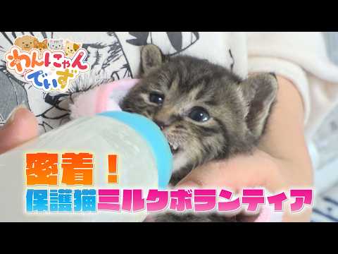 密着！子猫を救う「ミルクボランティア」とは？