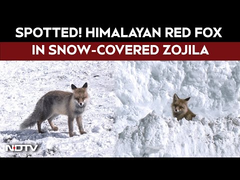 Watch: Himalayan Red Fox Spotted at Snow-Covered Zojila Pass