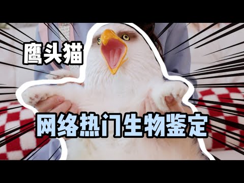 【三花村生物鉴定】新型物种“鹰头猫”？｜花花与三猫 Cat Live