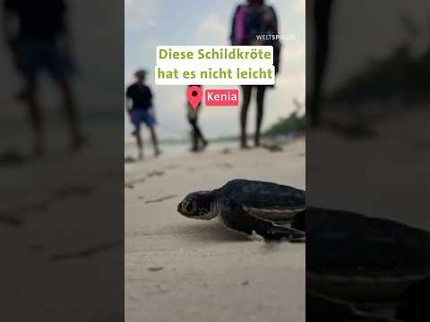 Kenia: Umweltschutz für Babyschildkröten