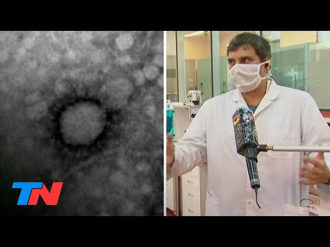 Coronavirus | Cómo es el enemigo invisible: científicos argentinos lograron fotografiar el COVID-19