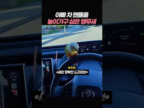 아빠 차 핸들을 놀이기구로 삼은 <strong>앵무새</strong>