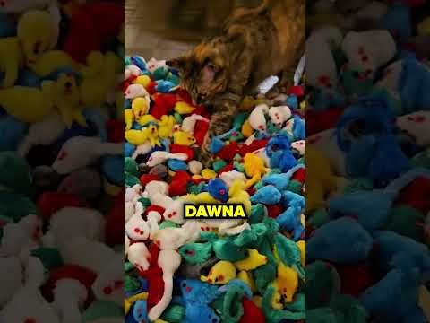Odkryła Sekretną Kryjówkę Swojego Kota!🙀