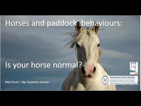 Horses and paddock behaviour: Is your horse normal?