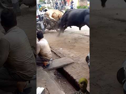 Do Sand Ki Zabardast Ladai 💥 | Real Bull Fight | #shorts #ytshorts #sand #cow #fighting #animals