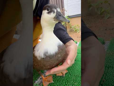 自撮りカメラにちょっとびっくりしているコールダック。Our call duck is a little surprised by the selfie camera.