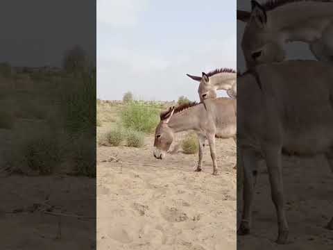 #animals #anmals #catfunny #cow #catvideos #travel #donkey #camel #funnycatvideos #funny #animals