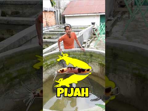 SEROK SEMUA INDUKAN LELE SETELAH DI KAWINKAN