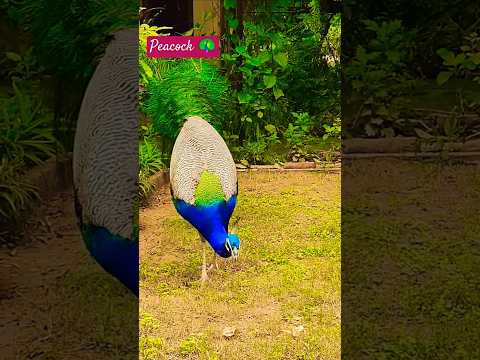 peacock 🦚 sound #birdsounds #birdsong #birds #animals #peacock #peacockdance #shorts