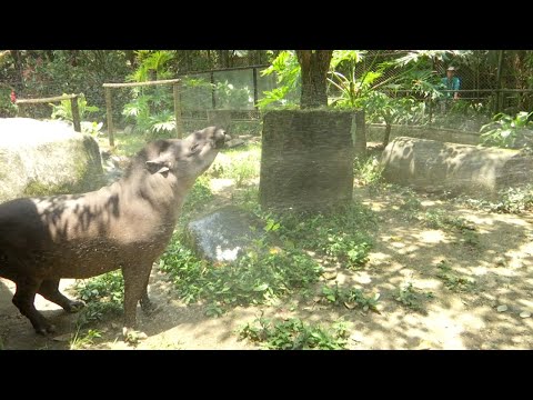 Animales del Parque de la Conservación reciben baños refrescantes por ola de calor