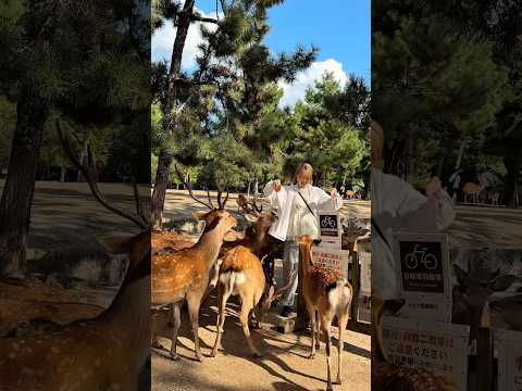 奈良の鹿　#奈良公園