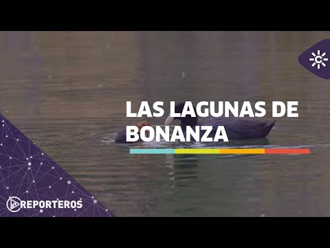 Los reporteros | Las lagunas de Bonanza, refugio imprescindible para aves