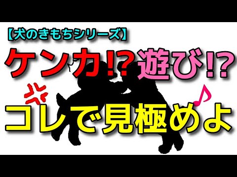 【犬 ケンカ あいさつ】犬の相性！コレで見極められます！ドッグランで注意すること！犬のしつけエマチャンネル【犬のしつけ＠横浜】