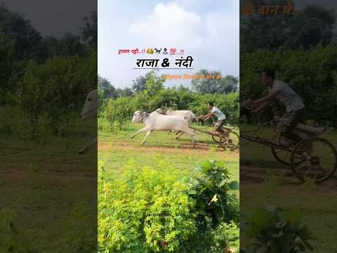 राजा/नंदी. ट्रायल पट्टी. मोहगांव तिल्ली के दान पे #shorts