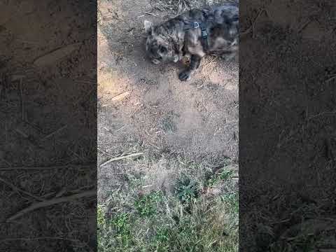  How can Dog use the potty? 