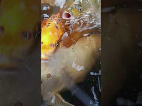 koi #koi 