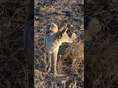 The Lone Fox Calls to the Wild #fox #wildlife #animals #animation