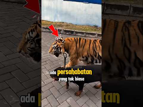 persahabatan anjing dan harimau#shorts#viral