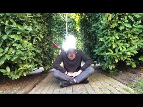 Transforma tu mente y cuerpo: Tiempo de Meditación #3 (Jardín Botánico)