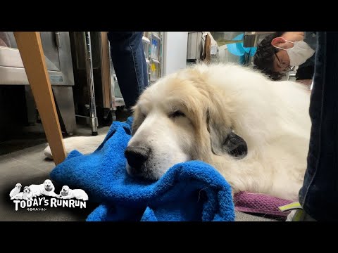 どんぐり病院さんのいつもの鍼灸で元気をチャージしたアランです Great Pyrenees グレートピレニーズ