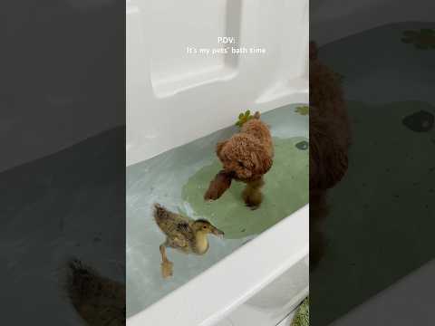 it’s bath time! 🐶🐤 #puppy #dog #bath #duck #pets #asmrsounds #shorts