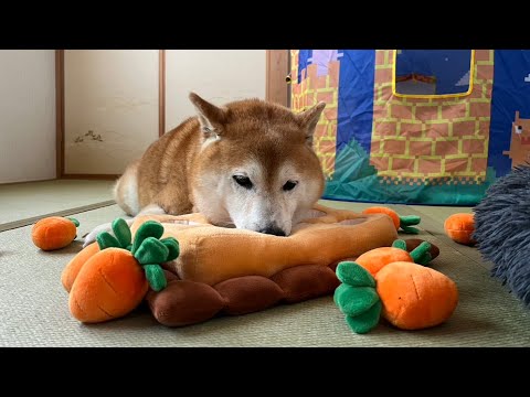 犬の動画サムネイル - 柴犬福 姉に数年前は理解できなかった人参畑にチャレンジさせられた柴犬🤣Sister and Shiba🤣