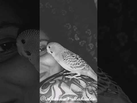 Mera Mithuwa🧿 | #lovebirds #birds #birdlovers #birdslife #trending #viral #youtubeshorts #shortsfeed