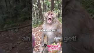 DASAR MONYET! #shorts