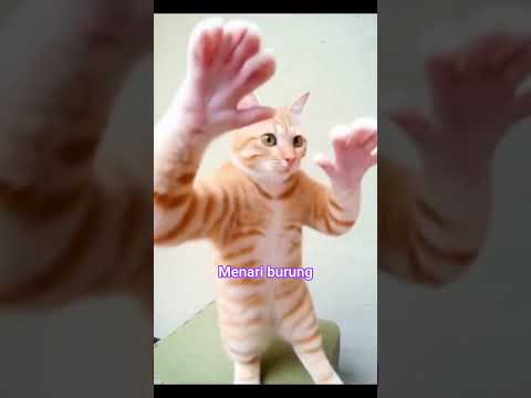 kucing menari burung
