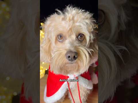 Auguri di Buon Natale 🎄 #chico #canedivertente #divertente #funny #dog