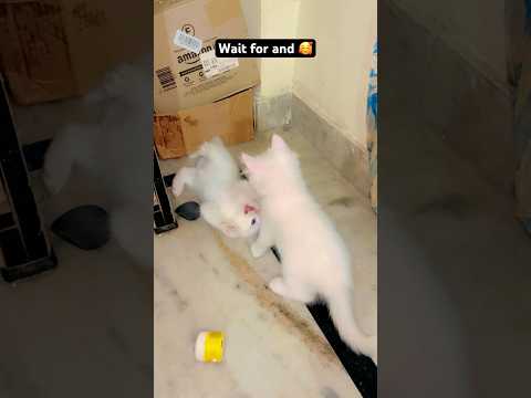 Cute cat videos 🥰#youtubeshorts #catvideos #catlovers #shortsfeed #trending #subscribe #funnycat