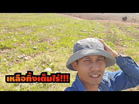 แตงโมอิสราเอล-เหลือทิ้งแต่ยังก แตงโมอิสราเอล-เหลือทิ้งแต่ยังก