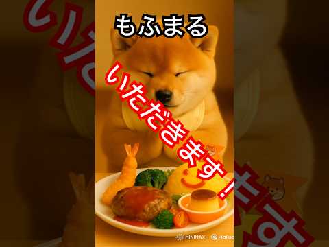 もふまるのいただきますシリーズ③ ぽっちゃり柴犬もふまるの日常🐶❤️#柴犬 #癒し #癒し動画 #かわいい #おもしろ #犬