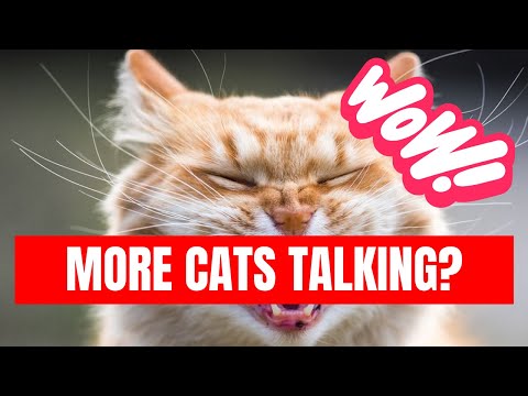 If Cats Could Talk 😹 - Funniest Cats 😂 - Fun More talking cats that will make you laugh out loud!