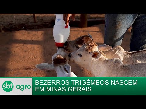 SBT Agro 07/10/2024: Vaca dá à luz a trigêmeos no interior de Minas Gerais