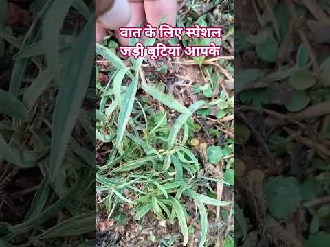 वात के स्पेशल जड़ी बूटी इस विडियो को देखिए स्पष्ट रूप से मालूम हो जाएगा